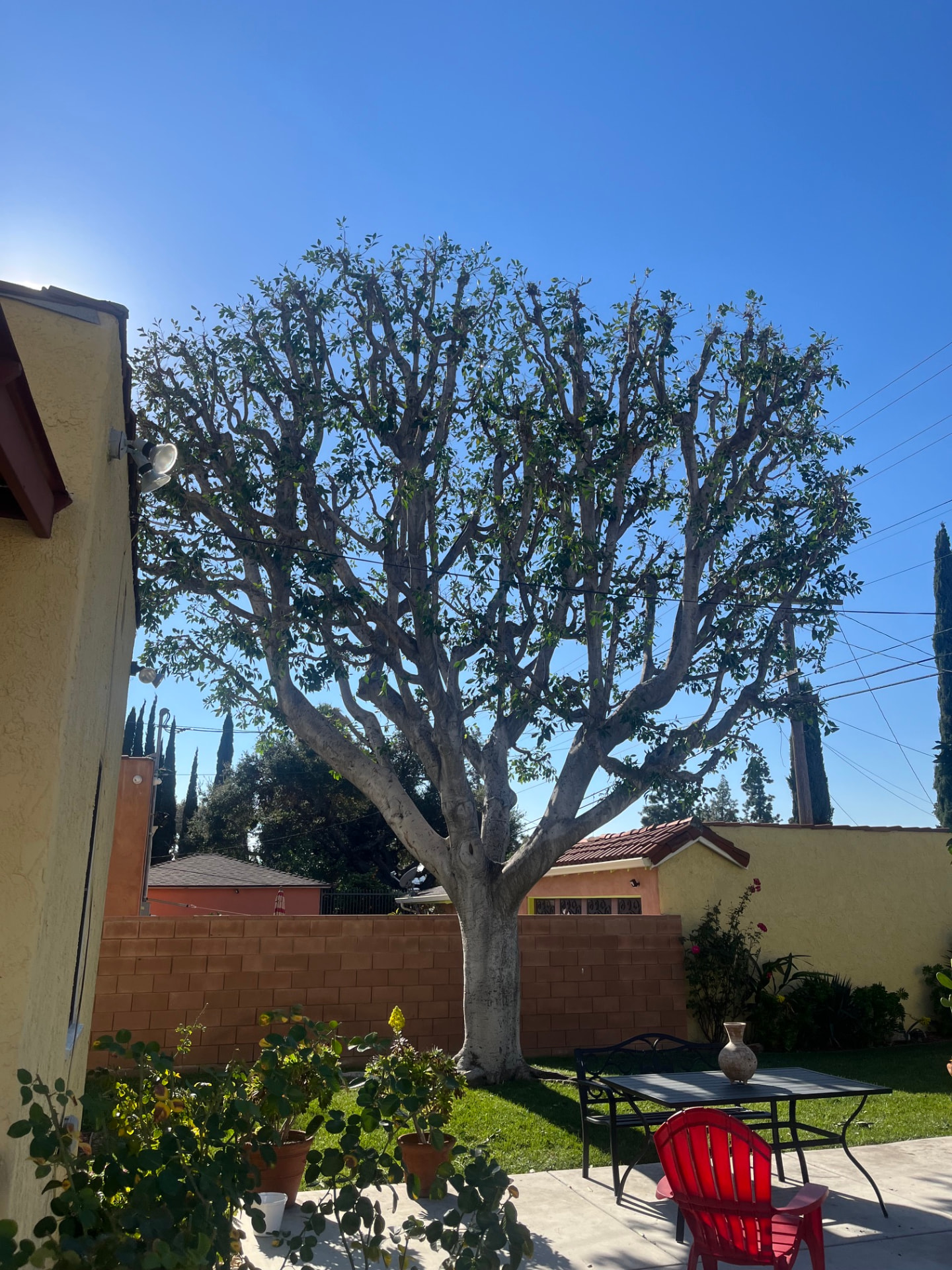 Tree trimming project by Luevanos Landscape Tree Services