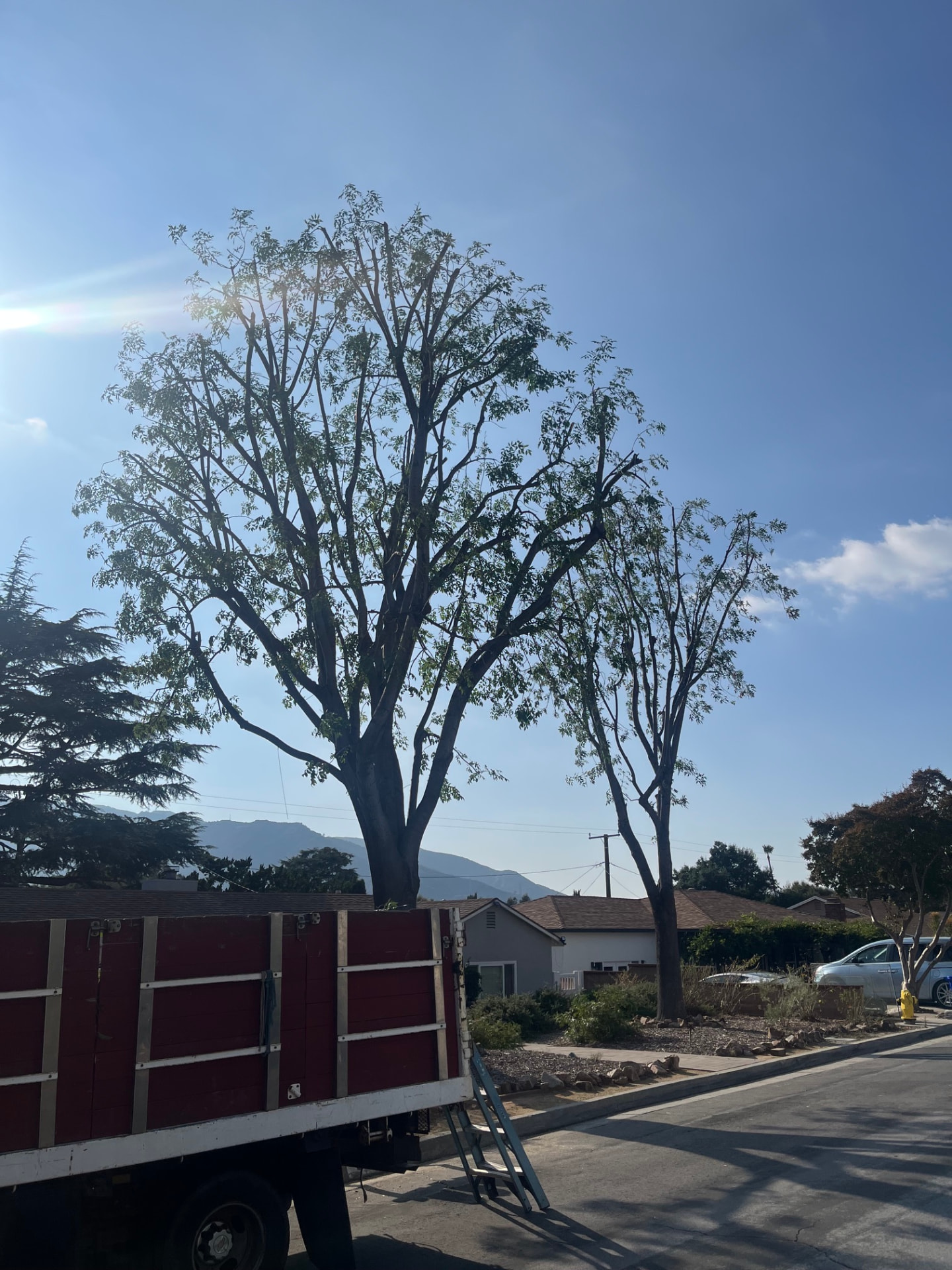 Tree care project by Luevanos Landscape Tree Services